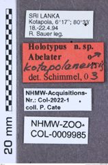 Etiketten zu Chalcolepidius spinipennis (NHMW-ZOO-COL-0009985)